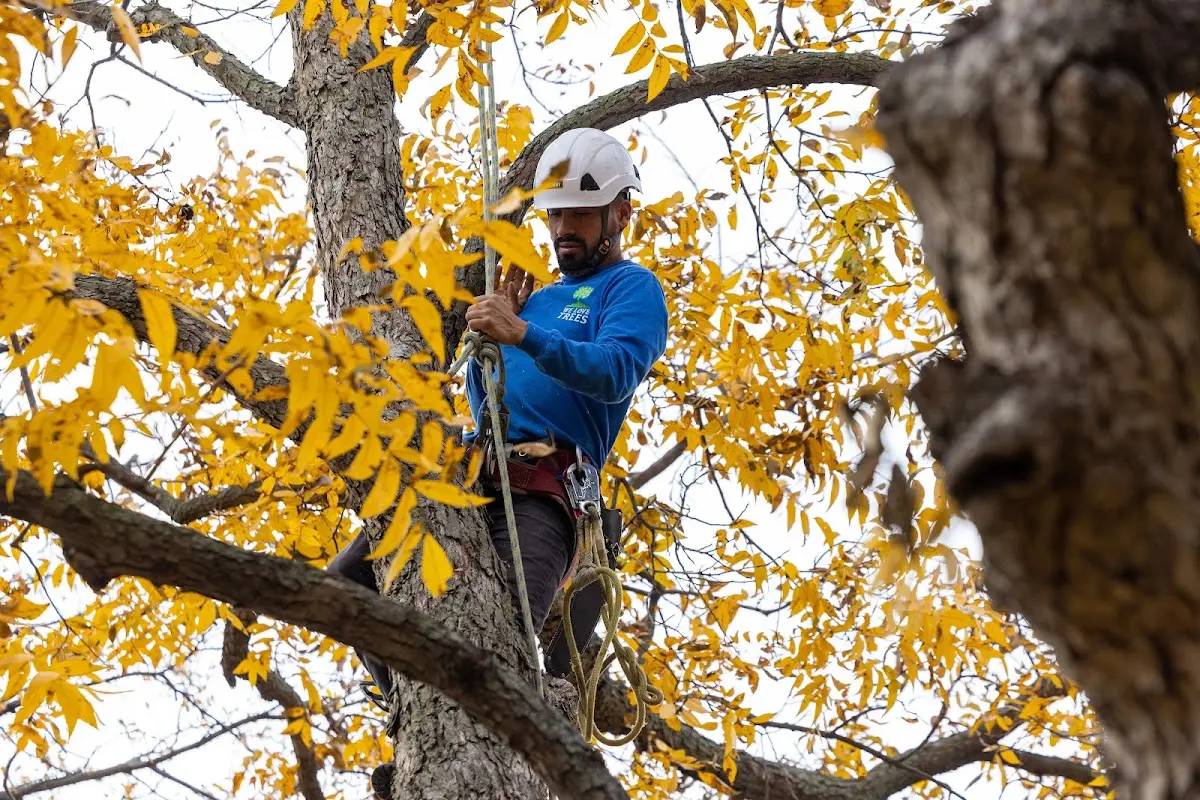 Skilled Tree Pruning crew working in Whitney