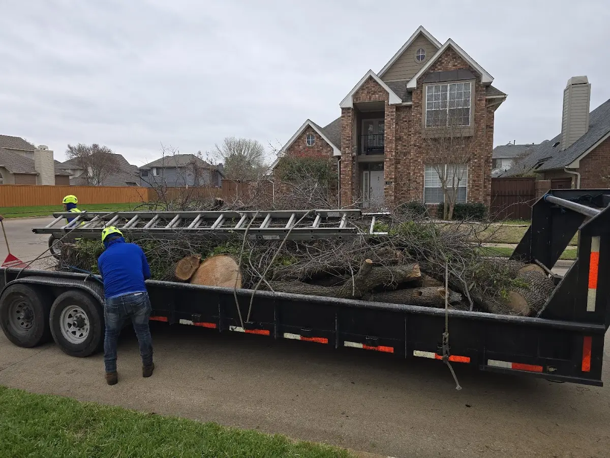 Expert Tree Removal with proper safety equipment in Whitney